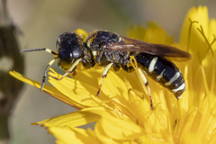 Ectemnius trifasciatus