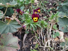 Viola × wittrockiana