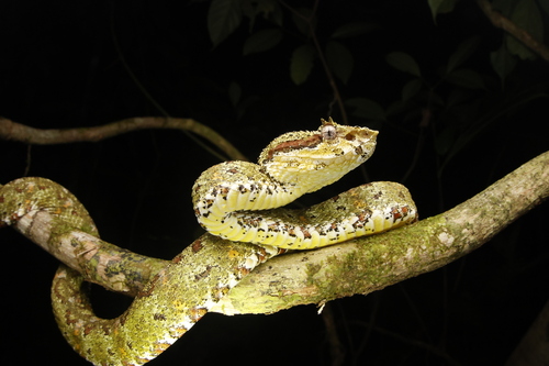 Central American Eyelash-Viper, Puntarenas Province, Osa, Costa Rica, photo 10 of 10