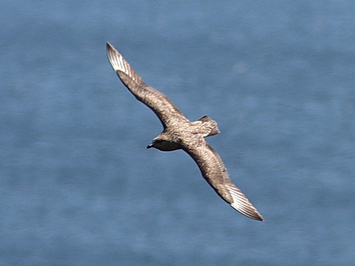 Págalo grande (Stercorarius skua)