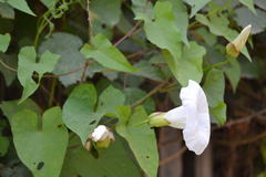 Calystegia silvatica