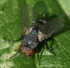 Siphonini