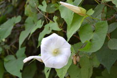 Calystegia silvatica