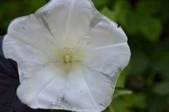 Calystegia silvatica