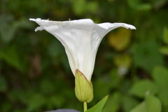 Calystegia silvatica