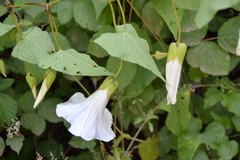 Calystegia silvatica