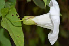 Calystegia silvatica
