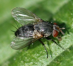 Siphonini
