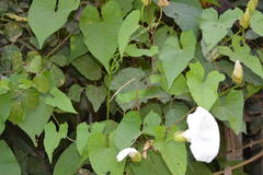 Calystegia silvatica