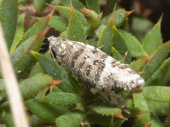 Capua pentazona
