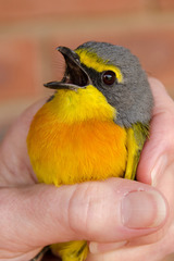 Telophorus sulfureopectus