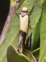 Edosa irruptella
