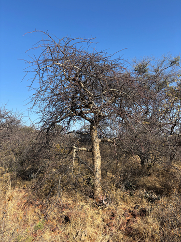 Commiphora merkeri Engl.