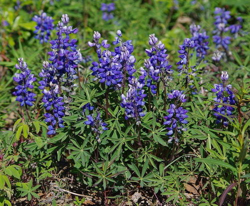 Arctic Lupine