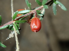 Micrantheum ericoides