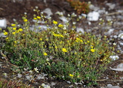 Potentilla hyparctica