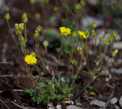 Potentilla hyparctica