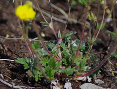 Potentilla hyparctica