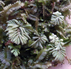 Hypopterygium didictyon