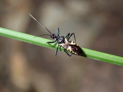 Catasphactes coprias
