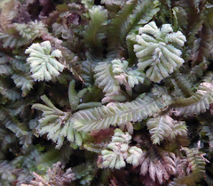 Hypopterygium didictyon