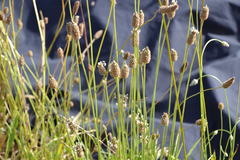 Plantago lanceolata
