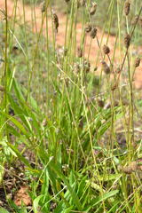 Plantago lanceolata