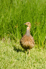 Scleroptila levaillantii