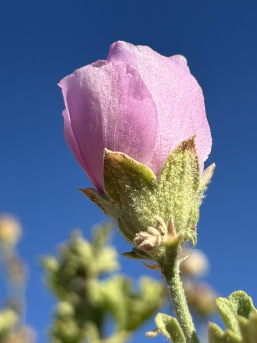 Baker's globe mallow (Iliamna bakeri)
