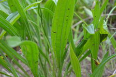 Plantago lanceolata