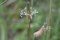 Plantago lanceolata