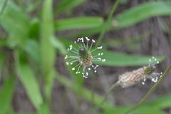 Plantago lanceolata
