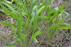 Plantago lanceolata