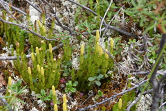 Spinulum annotinum alpestre