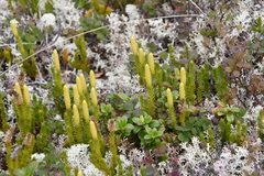 Spinulum annotinum alpestre