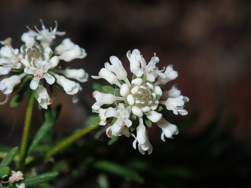 Image of Poranthera ericifolia by (c) Thomas Mesaglio, some rights reserved (CC BY)