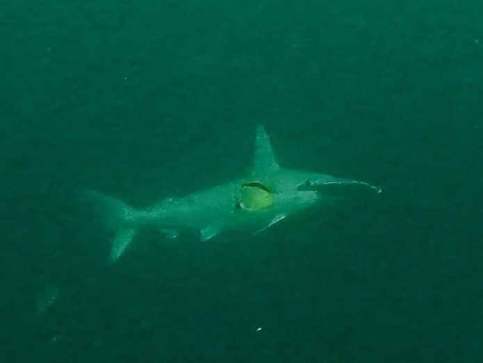 Scalloped hammerhead in green water, notched head visible