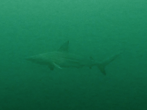 Blacktip shark
