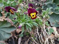 Viola × wittrockiana