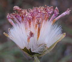 Kleinia fulgens