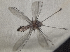 Neomelambrotus aurivilliusi