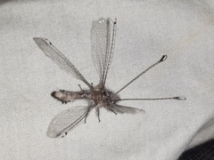 Neomelambrotus aurivilliusi