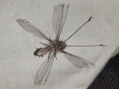 Neomelambrotus aurivilliusi