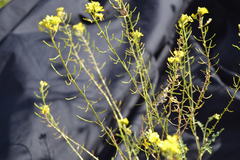 Sinapis alba