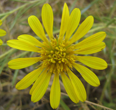 Hirpicium