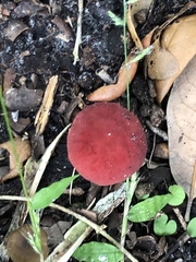 Hortiboletus rubellus image
