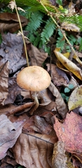 Leratiomyces squamosus thraustus