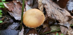 Leratiomyces squamosus thraustus