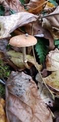 Leratiomyces squamosus thraustus
