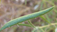 Hirpicium